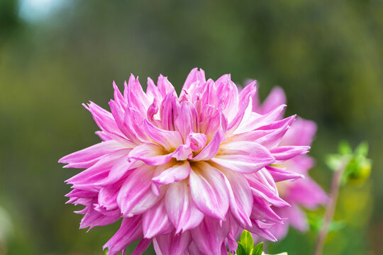 Large Blooming Pink Dahlia Flower in Autumn Garden with Soft Green Bokeh Background
