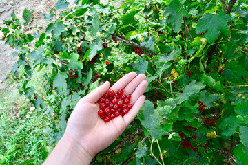 hand picking red currants © Natalia
