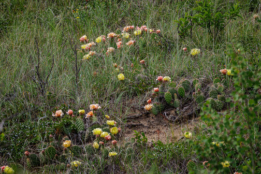 Colorful Large Patch of  Many Prickly Pear Cactus Flowers Blooming in a Native Prairie Grassland