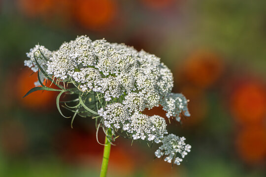 Overgrown Carrot Plant Left to Bloom and Seed with Vibrant Orange Marigold Bokeh Background