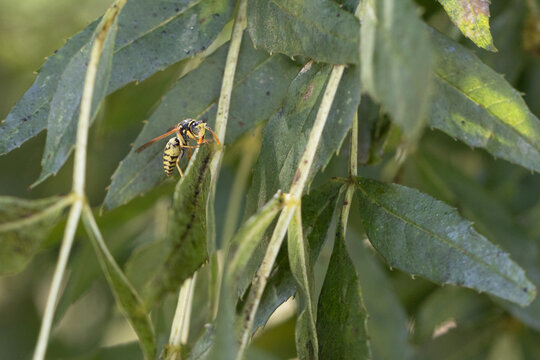 Wasp resting on green leaf in nature
