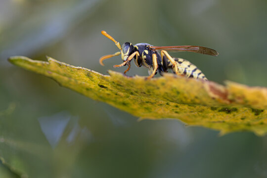 Wasp insect resting on green yellow leaf