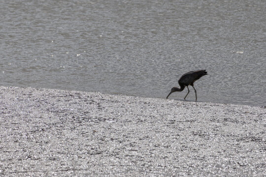 Glossy ibis foraging along tagus river bank