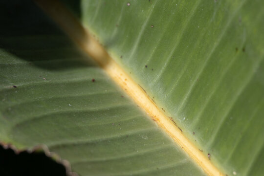 Banana leaf showing green texture and yellow midrib