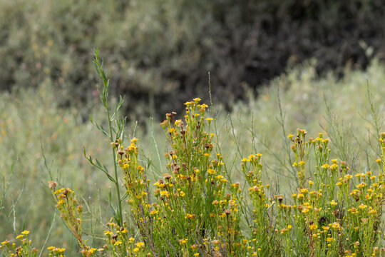 Yellow wildflowers blooming in a vibrant green meadow
