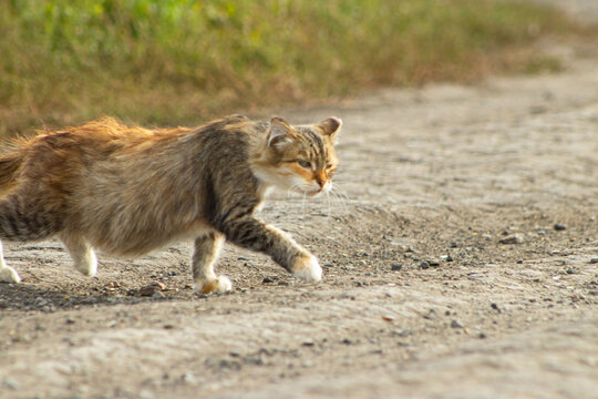 Calico Tabby Cat Crouching and Prowling on Dirt Road