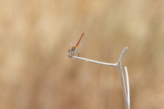 Red dragonfly perching on a dry branch