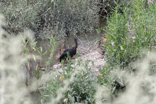 Glossy ibis and ducks by tagus river wetlands