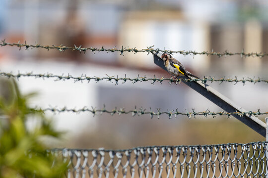 Goldfinch bird perching on barbed wire fence