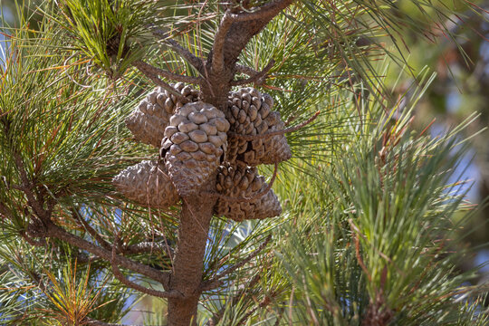 Pine cones growing on conifer tree branch