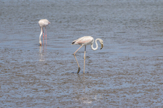 Greater flamingos feeding in tagus river estuary