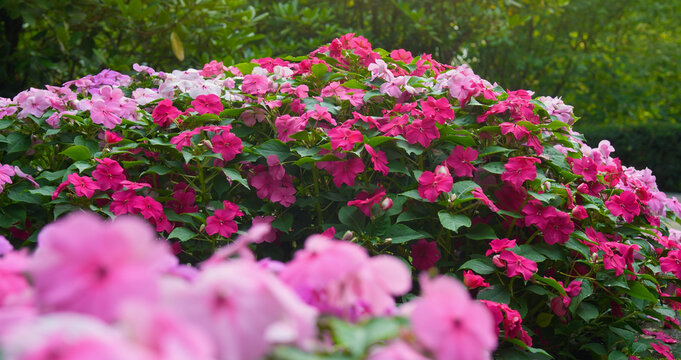 Rote und rosa farbene Flei&szlig;ige Lieschen (Impatiens walleriana) im Blumenbeet auf dem Grab in Draufsicht