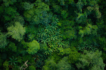 Aerial top down view of a lush green forest canopy. © artrachen
