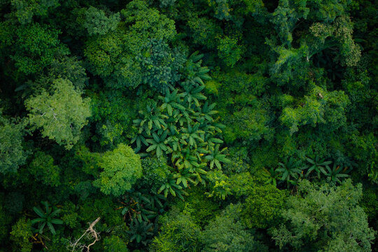 Aerial top down view of a lush green forest canopy.