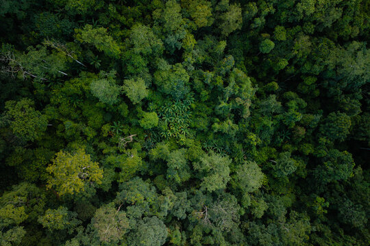 Aerial top down view of a lush green forest canopy.