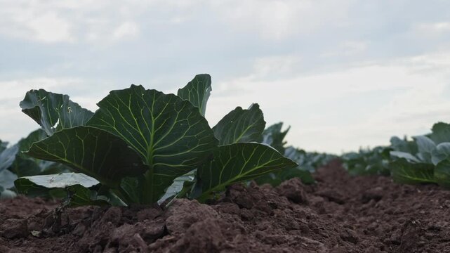 Cabbage plants rise from the soil in a farm field as clouds cover the sky. The plants are healthy, surrounded by soft dirt in a rural area