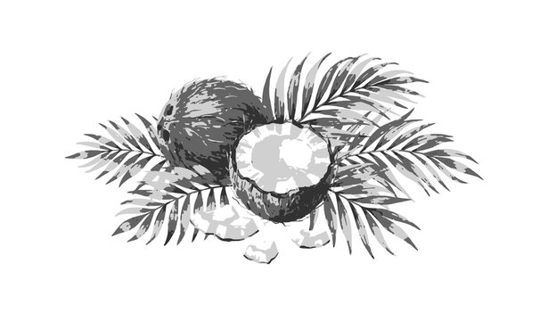 Untitled design - 3Realistic watercolor coconut with tropical leaves botanical vector isolated on white