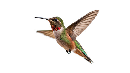 Small beautiful hummingbird bird flying with its wings fully spread isolated on transparent background © Raya Richards