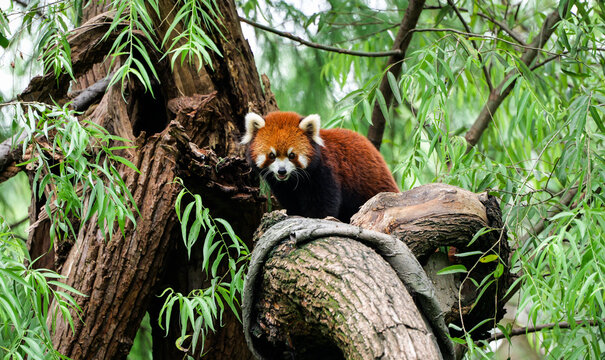 Red pandas live on broken trees, an ecological documentary of a natural forest environment