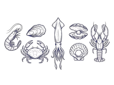 Detailed vintage style collection of seafood illustrations including shrimp crab squid oyster and lobster sketches