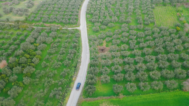 A vehicle travels on a winding road bordered by expansive olive fields in Crete, highlighting the Mediterranean agricultural landscape with rich greenery and organized rows of olive trees