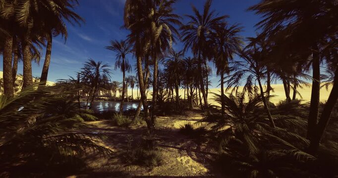 sandy shoreline staging area framed by palms and lagoon, windready horizon for kitesurf or paddle staging, active adventure vibe and outdoor preparation