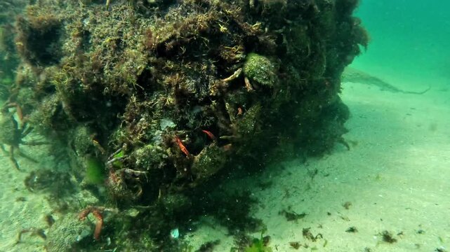 An unsettling view of algae-covered Atlantic spider crabs - Maja brachydactyla - climbing a vertical rock face to join a dense molting aggregation.