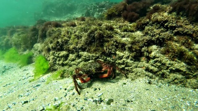 An Atlantic spider crab - Maja brachydactyla - leaves the rocky reef and walks onto the open sandy seabed in coastal Brittany.