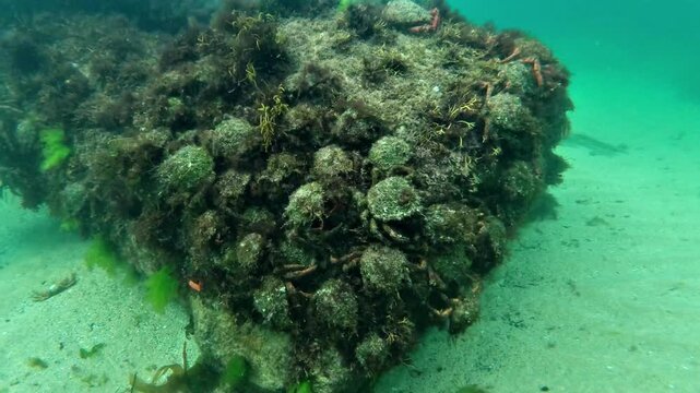 A rock face is covered by Atlantic spider crabs - Maja brachydactyla - gathering during molting, when their soft new shells make them vulnerable to predators.