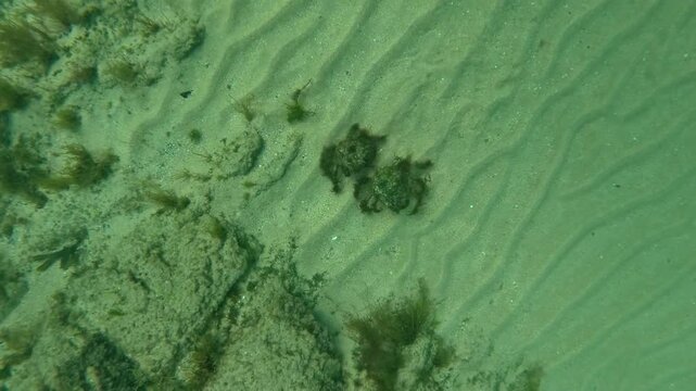 Two algae-covered Atlantic spider crabs - Maja brachydactyla - cross rippled sand toward nearby rocks to join a protective molting aggregation.