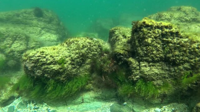 An algae-covered Atlantic spider crab - Maja brachydactyla - crosses a small rock while searching for a protective group during the summer molting period.