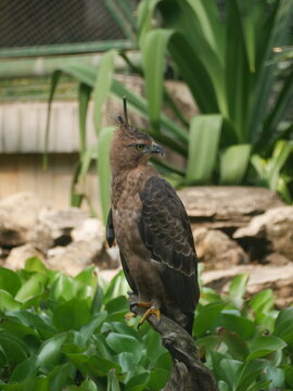 Javan hawk-eagle resting on a wooden branch while carefully monitoring the grassy area below, showcasing natural hunting behavior.