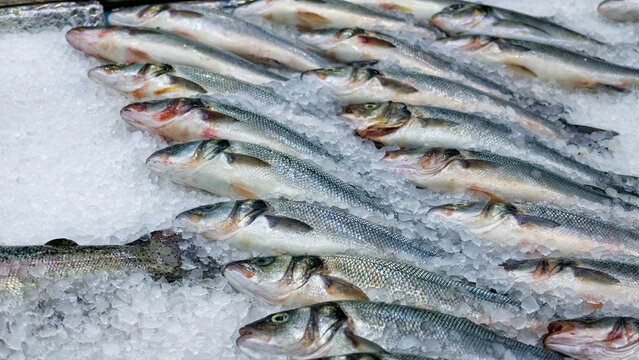 Fresh whole sea bass fish displayed on bed of crushed ice at local fish market, representing high-quality organic seafood ingredients for gourmet healthy Mediterranean cooking.