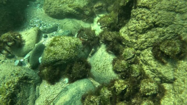 Algae-covered Atlantic spider crabs - Maja brachydactyla - gather among rocks during molting, reducing exposure to predators while their new shells remain soft.