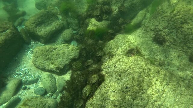 Top view of algae-covered Atlantic spider crabs - Maja brachydactyla - clustered among rocks in Brittany during the vulnerable summer molting period.