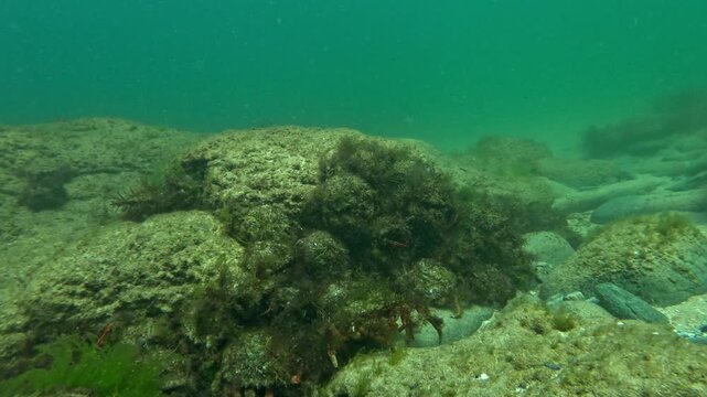 A cluster of algae-covered Atlantic spider crabs - Maja brachydactyla - lies almost invisible against a rock face in Brittany until several animals begin to move.