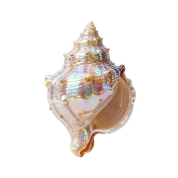 Iridescent conch shell with raised pearl-like bumps on a white background