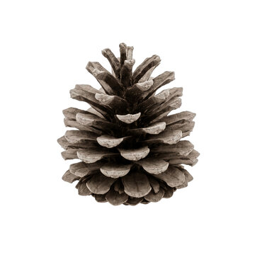 Detailed pine cone showing intricate wooden textures and symmetrical organic scales captured with bright studio lighting against white background isolated
