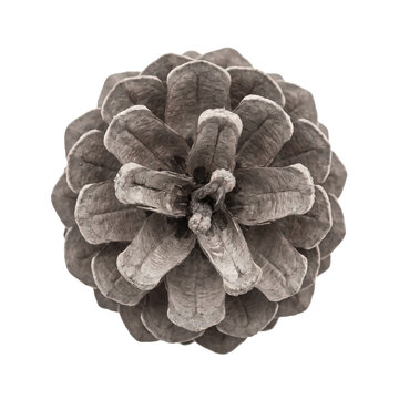 Single brown pine cone captured from a high top view perspective with symmetrical scales and detailed organic wooden surface texture