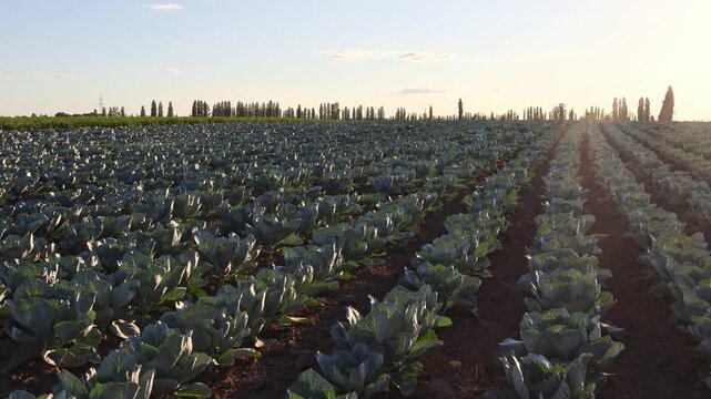 Cabbage plants grow in straight rows under a bright sky. The sun sets in the background, casting long shadows over the green leaves. This scene shows a typical day on a farm