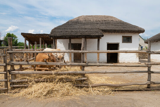 A cattle yard with bulls on a sunny summer day, Kruzhilinsky Village, Rostov Region