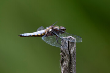 Libellule déprimée, © JAG IMAGES