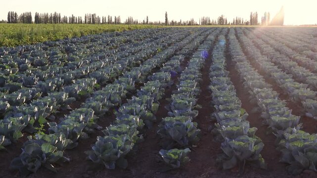 Rows of cabbages are growing in a field as the sun sets. The light casts long shadows on the soil and plants. This takes place in a rural setting with trees in the background