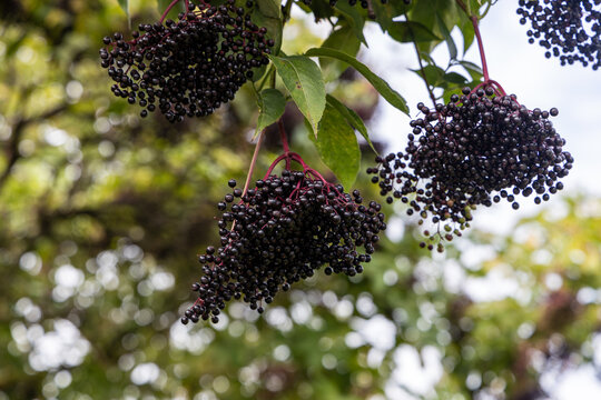 Ripe black elderberries hanging in clusters on an elder tree branch with foliage