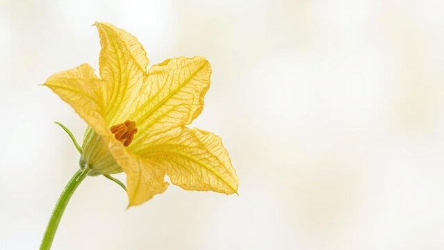 Beautiful Yellow Zucchini Blossom Flower on a Blurred Background