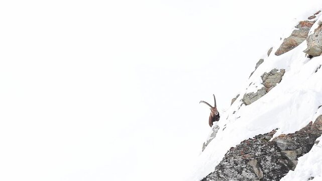Face to face with the king of the Alps mountains, the Alpine ibex male on snow (Capra ibex)