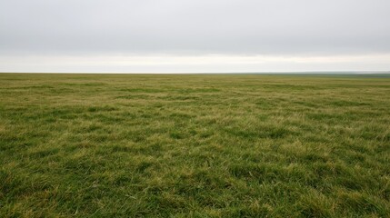 Fototapeta premium The Grass Field Across a Quiet Horizon Beneath a Soft Sky