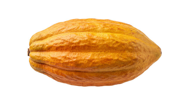 Fresh orange cocoa pod, tropical fruit close up on white, ripe cacao seed fruit, raw material for chocolate, textured food photography
