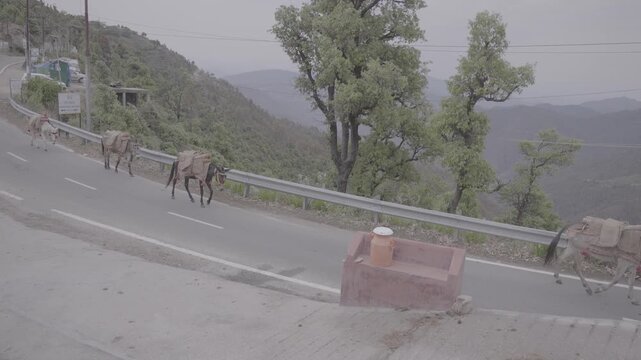Donkeys Walking on Himalayan Road, Uttarakhand, S-Log3