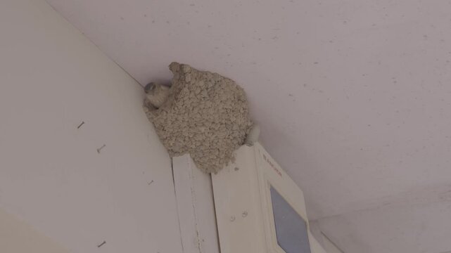 Eastern Red-Rumped Swallow Building Nest, S-Log3